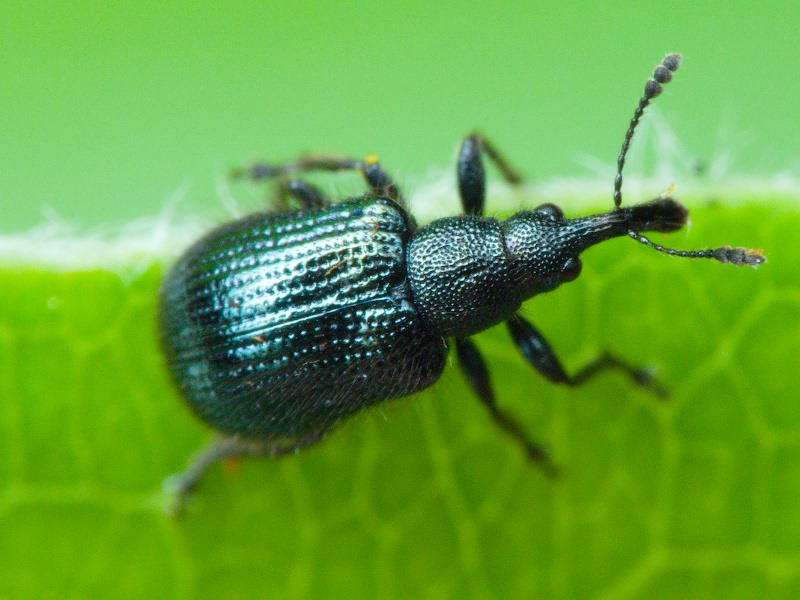 Neocoenorrhinus pauxillus (Germar, 1824)